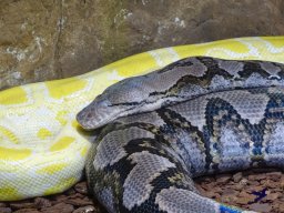 Haus des Meeres 12.03.2026